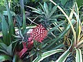 Ananas comosus var. bracteatus