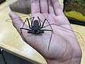 Tailless whip scorpion