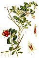 Brusnica obyčajná (Vaccinium vitis-idaea)