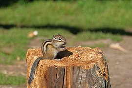 Tamias sibiricus dans le parc national de Katon-Karagay au Kazakhstan. Septembre 2021.