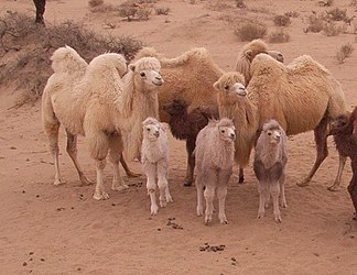 Kamele in der Wüste Ulan Buh