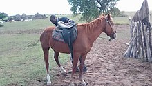 Red horse seen in profile, with a black man placing his hand on the saddle.