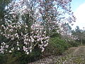 Magnolias en fleurs.