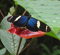 Sara Longwing, Heliconius sara a heliconine nymphalid.