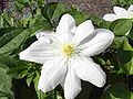 Clematis-Hybride „Madame Van Houtte“, benannt zu Ehren der Ehefrau des Gärtnereibesitzers Louis van Houtte