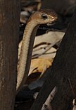 Brown female common boomslang (Dispholidus t. typus)