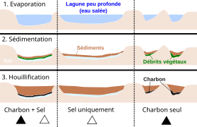 Schémas montrant comment l’évaporation d'une lagune a permis des dépôts de bancs de sels et de débris végétaux avant que ceux-ci ne soient recouverts par les sédiments.