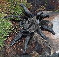 Grammostola pulchra