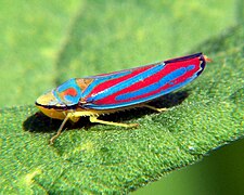 Graphocephala coccinea