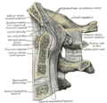 Oksipital kemik ve ilk üç servikal vertebra boyunca medyan sagital kesit.