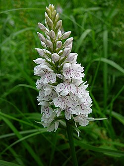 Kielikämmekkä eli kalkkimaariankämmekkä (Dactylorhiza fuchsii)