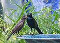 Juvenile and adult together