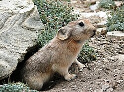 Ladakas svilpējzaķis (Ochotona ladacensis)