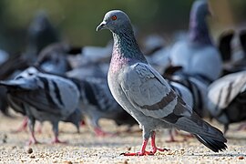 Columba livia, un Columbinae.