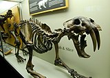 Smilodon californicus – un gat de dents de sabre.