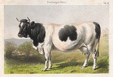 nineteenth-century engraving of a black-pied cow