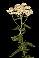 Image 49Yarrow, a medicinal plant found in human-occupied caves in the Upper Palaeolithic period. (from History of medicine)