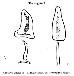 #107 (14/1/1933) Funnel–mantle locking apparatus of the giant squid (right), which Robson (1933:696) considered "remarkably feeble and ill-developed or degenerate" as compared to the "very efficient" apparatus of Sthenoteuthis (left) (Robson, 1933:688, text-fig. 7)