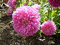 Round, fluffy flower