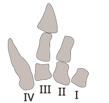 Drawing of the hand bones of Carnotaurus