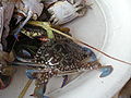 crabs (lambay) in Ubay, Bohol, Philippines