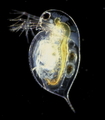 Branchiopoda (Daphnia pulex)