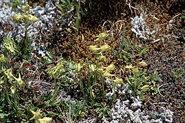 Halenia weddeliana (Enziangewächs)
