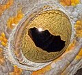 Occhio di colore giallo di un geco (Gekko gecko)