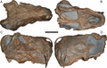 Crâne holotype de D. quinquemolaris, aujourd'hui considéré comme un synonyme de D. rubidgei.