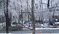 Ice storm topples trees on to roadway and power lines in Tinton Falls, New Jersey, on Valentine's Day 2007.