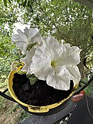 A Iris sibirica in a flower pot