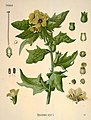 Köhler’s Medizinal-Pflanzen 1887 Hyoscyamus niger