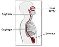 Schéma montrant la position du diaphragme par rapport à l'estomac.