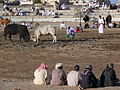 Stieren meten hun krachten in Oman