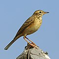 Image 15 Paddyfield pipit Photograph credit: Charles J. Sharp The paddyfield pipit (Anthus rufulus) is a passerine bird in the family Motacillidae, comprising pipits, longclaws and wagtails. About 15 cm (6 in) in length and native to southern Asia, its plumage in both sexes is greyish-brown above and paler yellowish-brown below, with dark streaking on the breast. A bird of open country, pasture and cultivated fields, it sometimes makes short flights, but mostly runs on the ground, foraging for insects and other small invertebrates. The paddyfield pipit builds its cup-shaped nest in a concealed location on the ground, and may have two or more broods in a year. This A. r. rufulus individual was photographed in Kanha Tiger Reserve, in the Indian state of Madhya Pradesh. More selected pictures