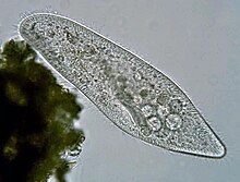 Paramecium caudatum Ehrenberg, 1833.jpg