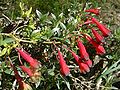 Tropaeolum tricolor