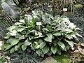 Aspidistra fungilliformis