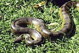 Green anaconda