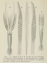 #149 (18/2/1961) and #164 (17/12/1963) The first early juvenile giant squid specimens ever recorded, both taken from lancetfish stomachs: the left from the northeast Atlantic (57 mm ML; #149) and the right from the southeast Pacific (45 mm ML; #164); details of their tentacular clubs and the gladius of the Atlantic specimen are also shown (Roper & Young, 1972:208, fig. 1)