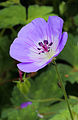 Geranium wallichianum