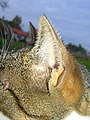 Neben dem Antitragus einer Hauskatze liegt eine Tasche, die dem Richtungshören dient.