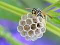 Polistes dominula