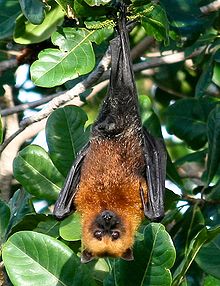 An orange bat hanging upside down from a tree.