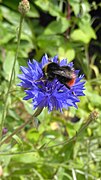 Bombus lapidarius