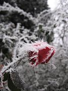 Givre sur une rose.