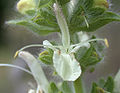 Salvia austriaca