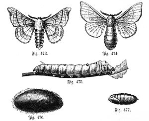 Siisenspaner (Bombyx mori): Mantje, wiifke, rip, kokon, pope