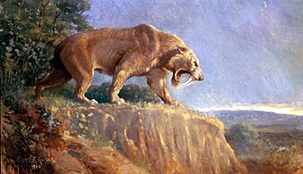 Smilodon, 1905