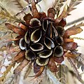 Banksia formosa -lajin avautuneita tuppiloita